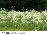 Euphorbia marginata Pursh (семейство Euphorbiaceae) Молочай окаймлённый. Стоковое фото, фотограф Ирина Кожемякина / Фотобанк Лори