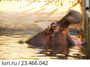 Бегемот в воде разинул пасть. Стоковое фото, фотограф Emelinna / Фотобанк Лори