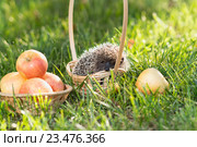 Ежик (лат. Erinaceus europaeus) и яблоки в корзинке на газоне. Стоковое фото, фотограф Наталья Гармашева / Фотобанк Лори