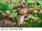Подберёзовик обыкновенный или обабок (Leccinum scabrum) Стоковое фото, фотограф Алёшина Оксана / Фотобанк Лори