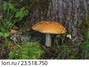 Гриб - подосиновик красный (Leccinum aurantiacum) - в лесу возле дерева. Стоковое фото, фотограф Татьяна Синицына / Фотобанк Лори