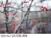 Паутина. Стоковое фото, фотограф Георгий Солодко / Фотобанк Лори