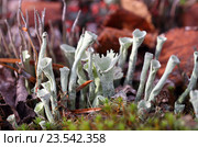 Кладония (ягель) Cladonia floerkeana. Лишайник на болоте, Ямало-Ненецкий автономный округ. Стоковое фото, фотограф Григорий Писоцкий / Фотобанк Лори