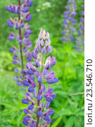 Цветущий Люпин (Lupinus polyphyllus) синего цвета. Стоковое фото, фотограф Светлана Шимкович / Фотобанк Лори
