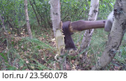 Дровосек рубит дерево. Стоковое видео, видеограф Илья Олехов / Фотобанк Лори