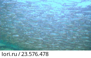 Большой косяк рыб Hardyhead, Красное море, Марса Алам Абу Дабаб, Египет. Стоковое видео, видеограф Некрасов Андрей / Фотобанк Лори