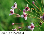 Сусак зонтичный (Butomus umbellatus) Стоковое фото, фотограф Алёшина Оксана / Фотобанк Лори