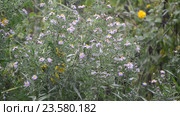 Perennial asters in rain in summer. Стоковое видео, видеограф Володина Ольга / Фотобанк Лори