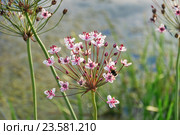 Сусак зонтичный (Butomus umbellatus) Стоковое фото, фотограф Алёшина Оксана / Фотобанк Лори