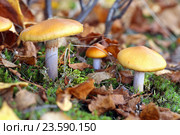 Паутинник слизистый (Cortinarius mucosus). Грибы среди опавшей листвы, Ямало-Ненецкий автономный округ. Стоковое фото, фотограф Григорий Писоцкий / Фотобанк Лори
