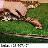 Девочка держит змею в серпентарии. Стоковое фото, фотограф Сергей Кашин / Фотобанк Лори