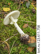 Бледная поганка (Amanita falloides) смертеньно ядовита, растет летом и осенью. Стоковое фото, фотограф Александр Романов / Фотобанк Лори