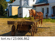 Лошадь на площади. Стоковое фото, фотограф Artem Sobov / Фотобанк Лори