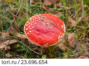 Мухомор с белыми хлопьями на шляпке. Стоковое фото, фотограф Бурцев Дмитрий / Фотобанк Лори