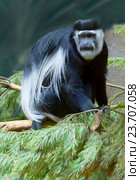 Обезьяна  восточный колобус -Black-and-white colobus monkey. Стоковое фото, фотограф Галина Савина / Фотобанк Лори