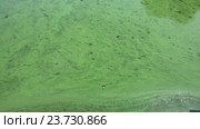 Быстрое течение цветущей воды в реке. Стоковое видео, видеограф V.Ivantsov / Фотобанк Лори
