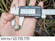 Яйцо камышовки индийской. Paddyfield Warbler (Acrocephalus agricola). Стоковое фото, фотограф Василий Вишневский / Фотобанк Лори
