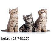 three funny Scottish kittens isolated on white background. Стоковое фото, фотограф Оксана Кузьмина / Фотобанк Лори