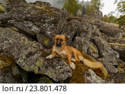 Собака дворняга на скалах Айгира. Башкортостан. Стоковое фото, фотограф Акиньшин Владимир / Фотобанк Лори