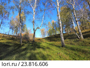 Белоствольная осень в логу. Стоковое фото, фотограф Анатолий Матвейчук / Фотобанк Лори