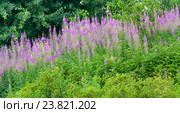 Кипрей, Иван-чай (Epilobium angustifolium) Стоковое фото, фотограф Алёшина Оксана / Фотобанк Лори