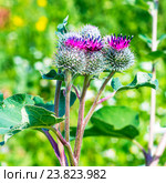 Лопух паутинистый  (Arctium tomentosum). Дикорастущие лекарственные растения Сибири. Стоковое фото, фотограф Евгений Мухортов / Фотобанк Лори