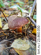 Гриб моховик (Xerocomus subtomentosus) Стоковое фото, фотограф Staryh Luiba / Фотобанк Лори