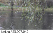Осенний пейзаж на берегу городского пруда (2016 год). Стоковое видео, видеограф Татьяна Васильева / Фотобанк Лори