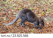 Кенгуру Беннетт (Dendrolagus bennettianus) Стоковое фото, фотограф Олег Белов / Фотобанк Лори