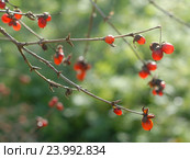 Волчья ягода — жимолость обыкновенная (лат. Lonicera xylosteum L.) наветке без листьев, фокус на нижней веточке. Стоковое фото, фотограф Svet / Фотобанк Лори