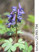 Хохлатка Галлера, или Хохлатка плотная (лат. Corydalis halleri, Corydalis solida ) Стоковое фото, фотограф Елена Коромыслова / Фотобанк Лори
