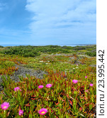 Carpobrotus pink flowers on shore. Стоковое фото, фотограф Юрий Брыкайло / Фотобанк Лори