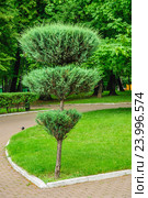 Фигурно подстриженный можжевельник (Juniperus) в Лефортовском парке. Стоковое фото, фотограф Алёшина Оксана / Фотобанк Лори