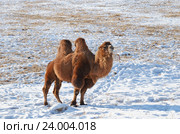 Двугорбый верблюд в снежной монгольской степи. Стоковое фото, фотограф Юлия Батурина / Фотобанк Лори