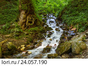 Горный поток и дерево. Стоковое фото, фотограф Дмитрий Тищенко / Фотобанк Лори