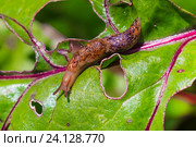 Сетчатый слизень ( Deroceras sturangi, Deroceras agreste, Deroceras reticulatum). Слизень на съеденном листе свеклы в огороде. Новосибирская область, Россия. Стоковое фото, фотограф Евгений Мухортов / Фотобанк Лори