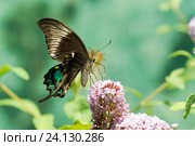 Дневная Тропическая бабочка Парусник Палинур (лат. Papilio palinurus) над цветком Буддлеи Давида, или изменчивой (лат. Buddleja davidii) Стоковое фото, фотограф Наталья Гармашева / Фотобанк Лори