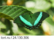 Дневная тропическая бабочка Парусник Палинур (лат. Papilio palinurus) Стоковое фото, фотограф Наталья Гармашева / Фотобанк Лори
