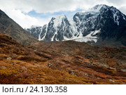 Осенняя лиственница на фоне алтайской горы Красавица в Северо-Чуйском хребте. Стоковое фото, фотограф Денис Черкашин / Фотобанк Лори