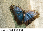 Тропическая бабочка Морфо Пелеида (лат. Morpho peleides) из рода Морфо семейства Нимфалиды. Стоковое фото, фотограф Наталья Гармашева / Фотобанк Лори