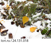 Выпал первый снег. Стоковое фото, фотограф Елена Осетрова / Фотобанк Лори
