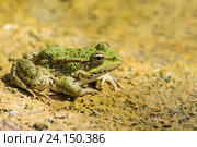 Зеленая лягушка прудовая (lat.  Pelophylax lessonae) на песке. Стоковое фото, фотограф Наталья Гармашева / Фотобанк Лори