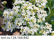 Катран морской (Crambe maritima) крупным планом. Стоковое фото, фотограф Ирина Яровая / Фотобанк Лори