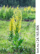 Коровяк обыкновенный (lat. Verbascum thapsus L.). Дикорастущее лекарственное растение Сибири. Общий вид цветущего растения на лугу. Стоковое фото, фотограф Евгений Мухортов / Фотобанк Лори