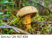 Моховик (L.Xerocomus) в августе. Стоковое фото, фотограф Александр Романов / Фотобанк Лори
