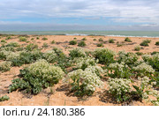 Катран морской (Crambe maritima) на берегу Черного моря, Крым (2016 год). Стоковое фото, фотограф Ирина Яровая / Фотобанк Лори