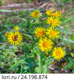 Девясил Британский (the Latin. inula Britannica). Дикорастущие растения Сибири. Стоковое фото, фотограф Евгений Мухортов / Фотобанк Лори