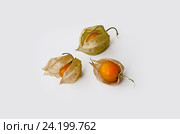 Физалис. Стоковое фото, фотограф Ready-made / Фотобанк Лори