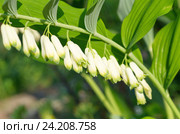 Цветущая купена многоцветковая (лат. Polygonatum multiflorum) крупным планом. Стоковое фото, фотограф Елена Коромыслова / Фотобанк Лори
