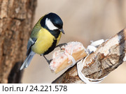 Синица большая. Great Tit (Parus major). Стоковое фото, фотограф Василий Вишневский / Фотобанк Лори